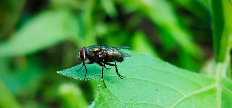 fly control in South Coast