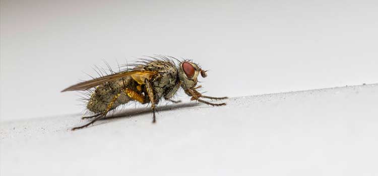 fly control in South Coast