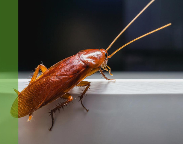 Industrial pest control in south coast